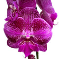 Phalaenopsis OX Lion Heart big lip