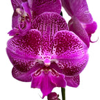 Phalaenopsis OX Lion Heart big lip