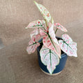 Caladium 'Rasberry Star'