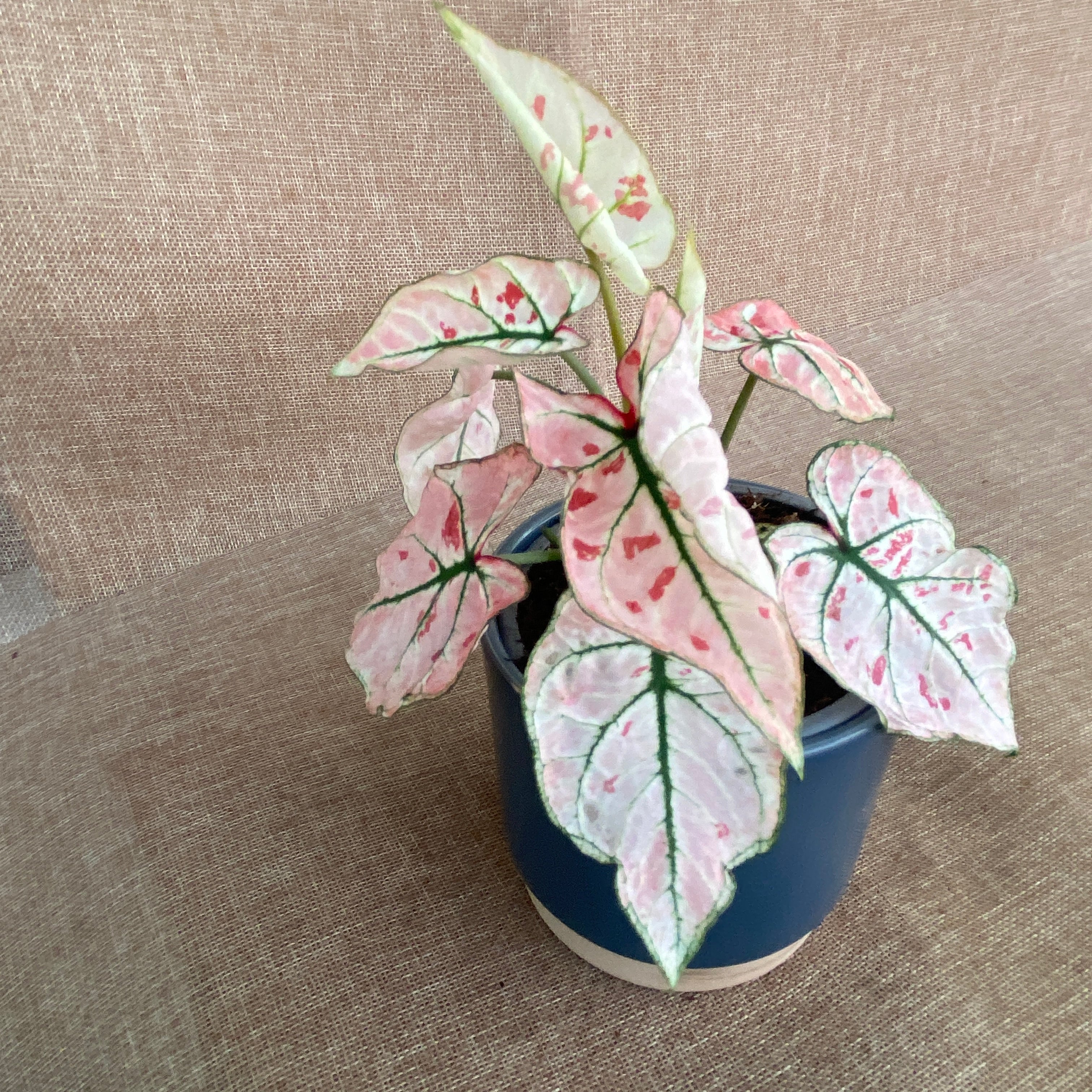 Caladium 'Rasberry Star’