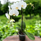 Phalaenopsis Sogo Yukidian 'V3' (Witte Florious) - XXL bloem