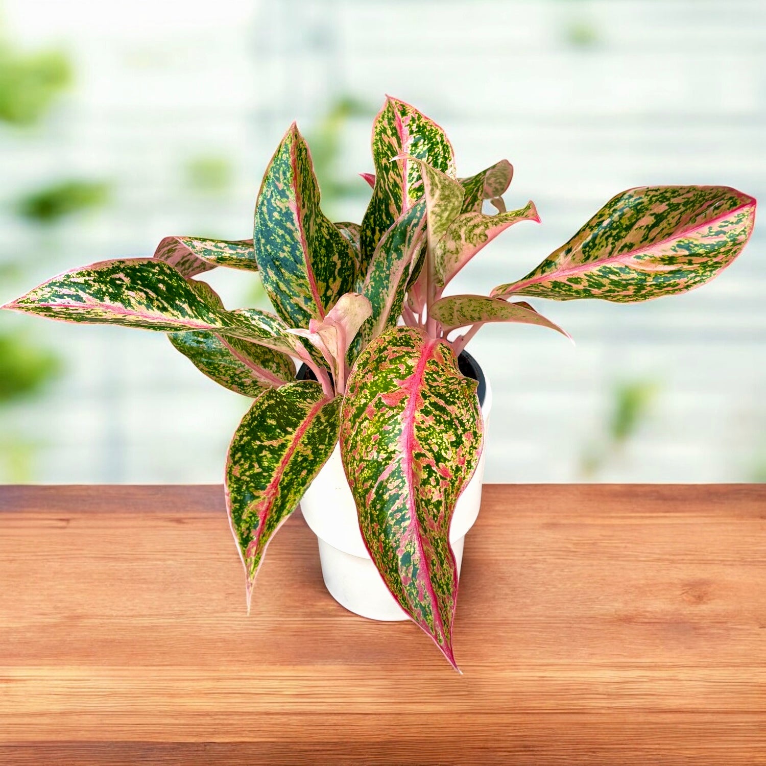 plantas aglaonema Aglaonema 'Prestige'