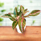Aglaonema ’Prestige’ - 2 plante/ghiveci