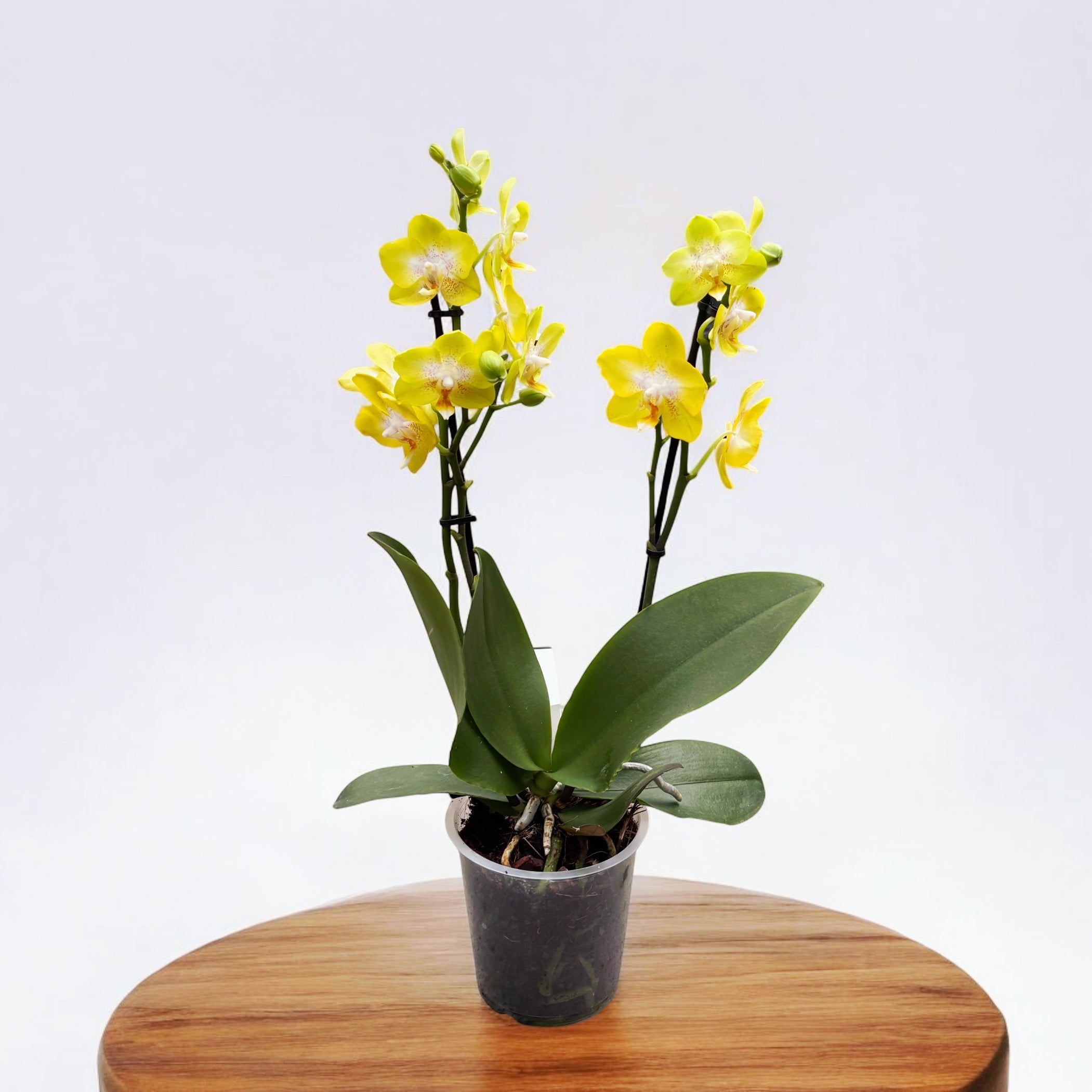 Phalaenopsis Sogo Pride (Yellowcup, Arezzo) fragrant