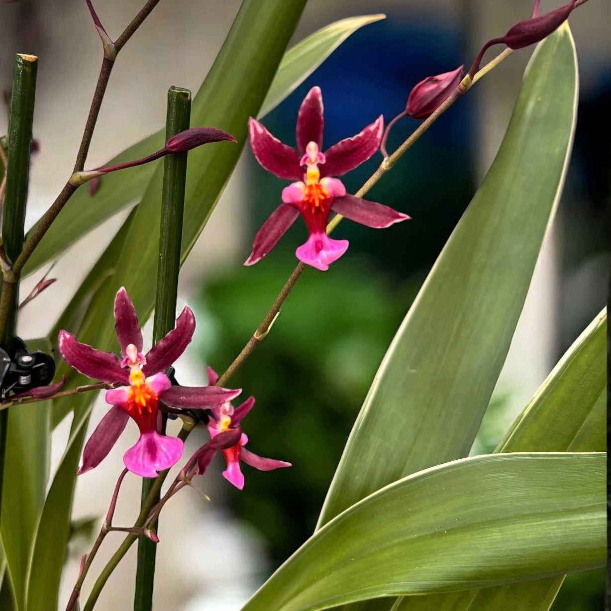 Oncidium Katrin Zoch 'Mieke' (variegated) - fragrant flowers