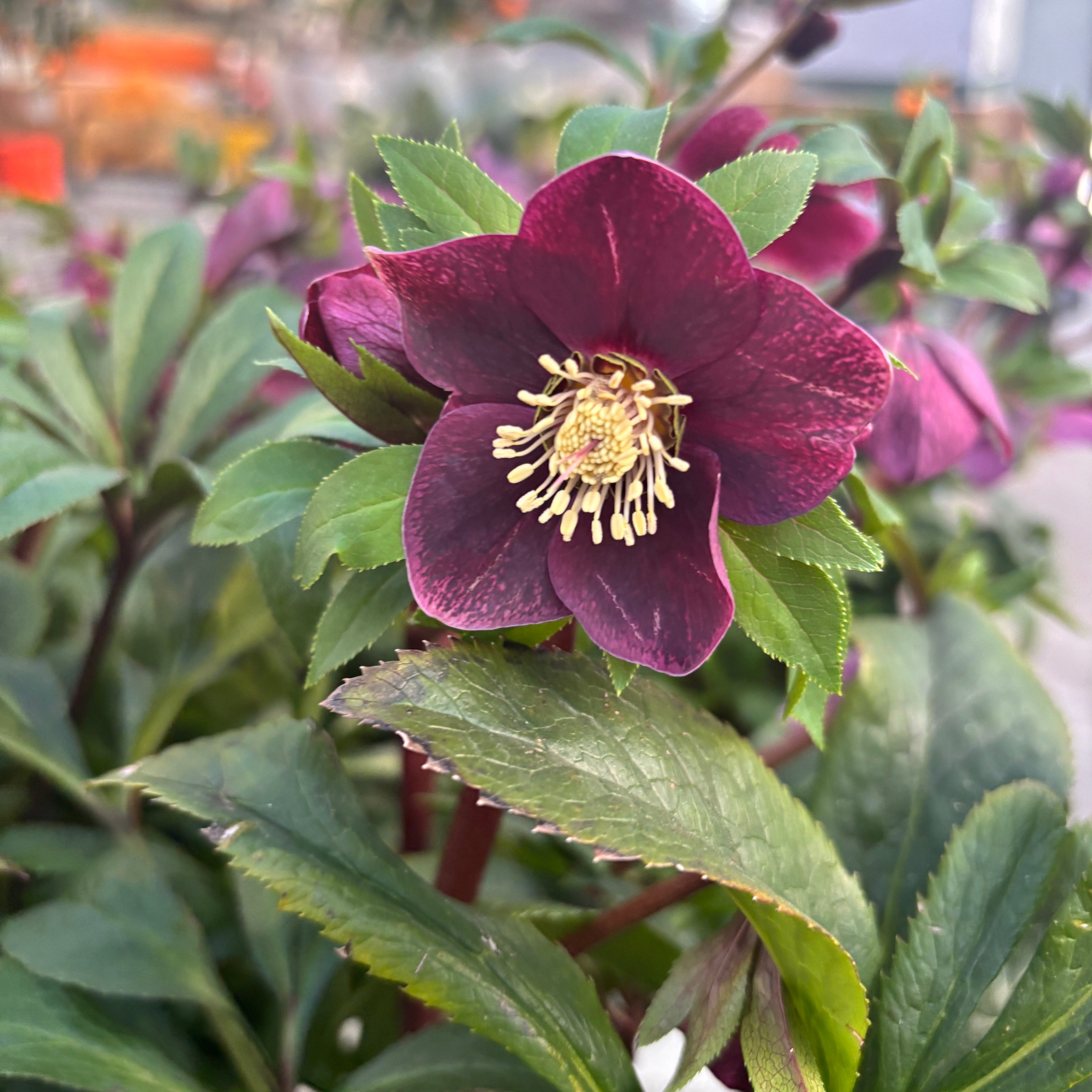 Helleborus orientalis ‘Viv Victoria’ (Spanz) - exemplare XL