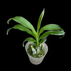 Cycnodes Wine Delight (variegata) - flori intens parfumate