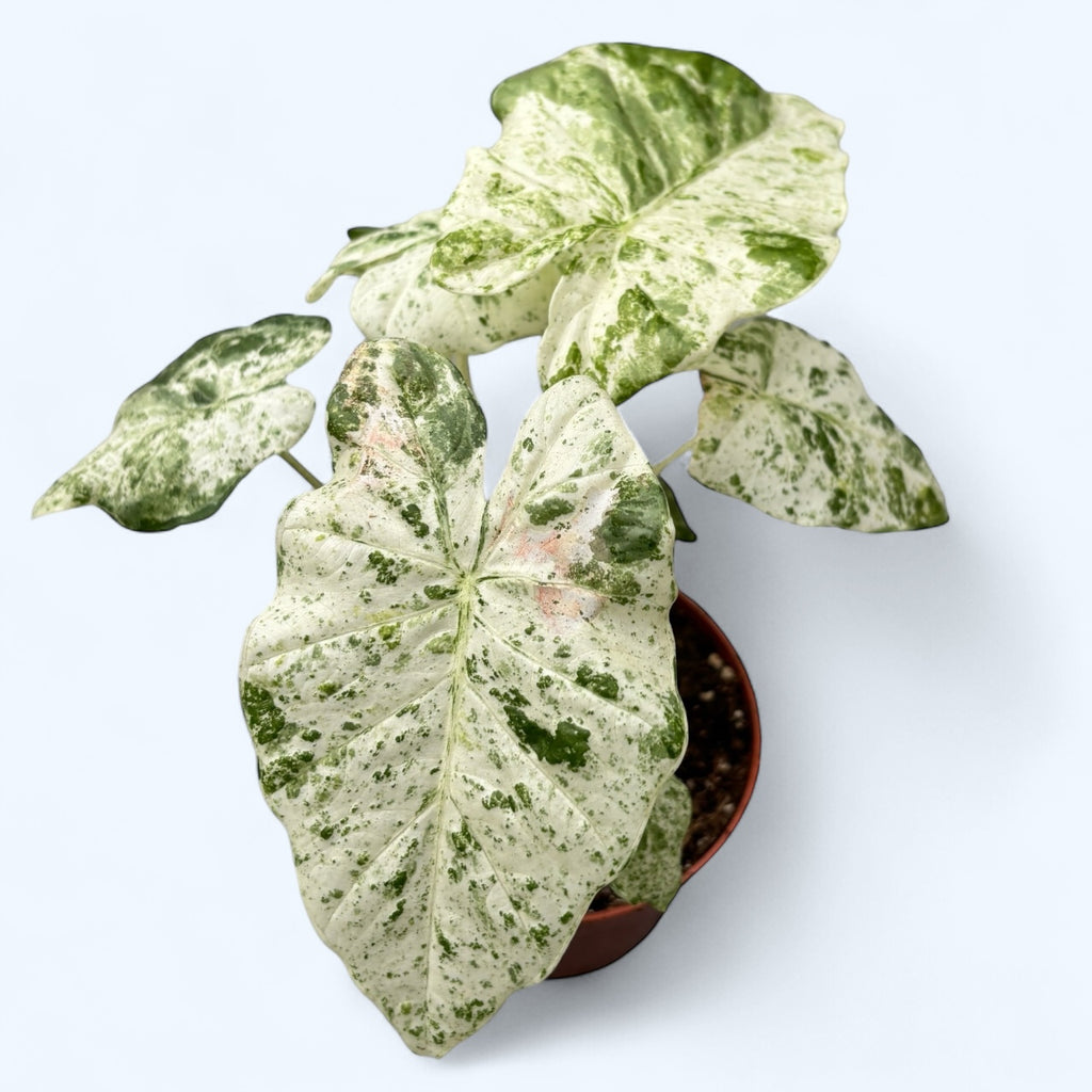Alocasia macrorrhiza 'Splash' (Variegata)