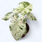 Alocasia macrorrhiza 'Splash' (Variegata)
