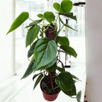 Philodendron scandens H80cm 5pp