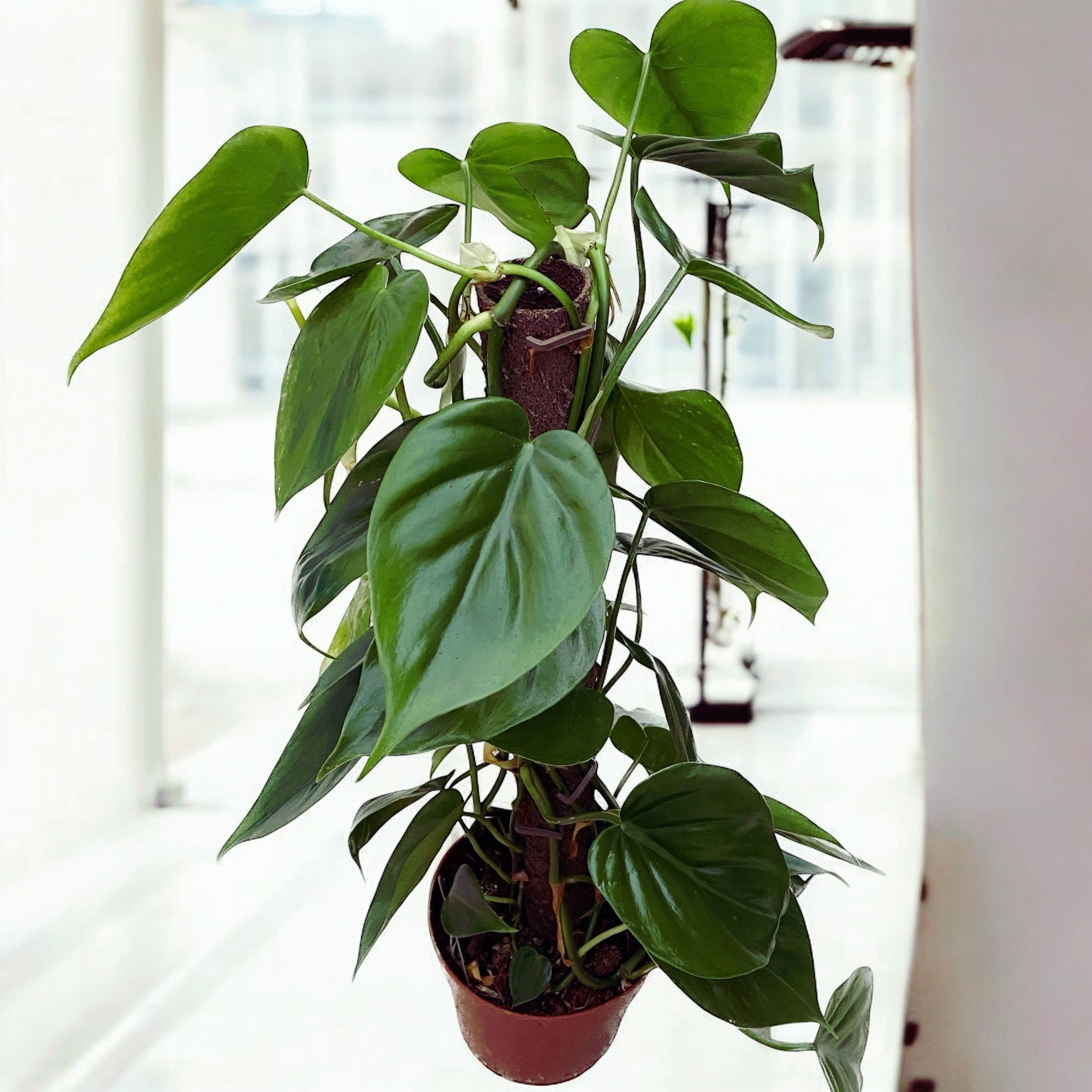 Philodendron scandens H80cm 5pp