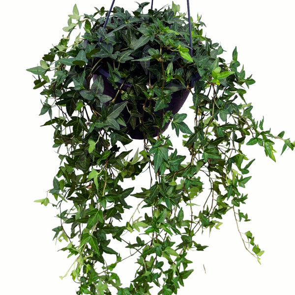 Efeu - Hedera helix 'Shamrock' (XL-Exemplare)