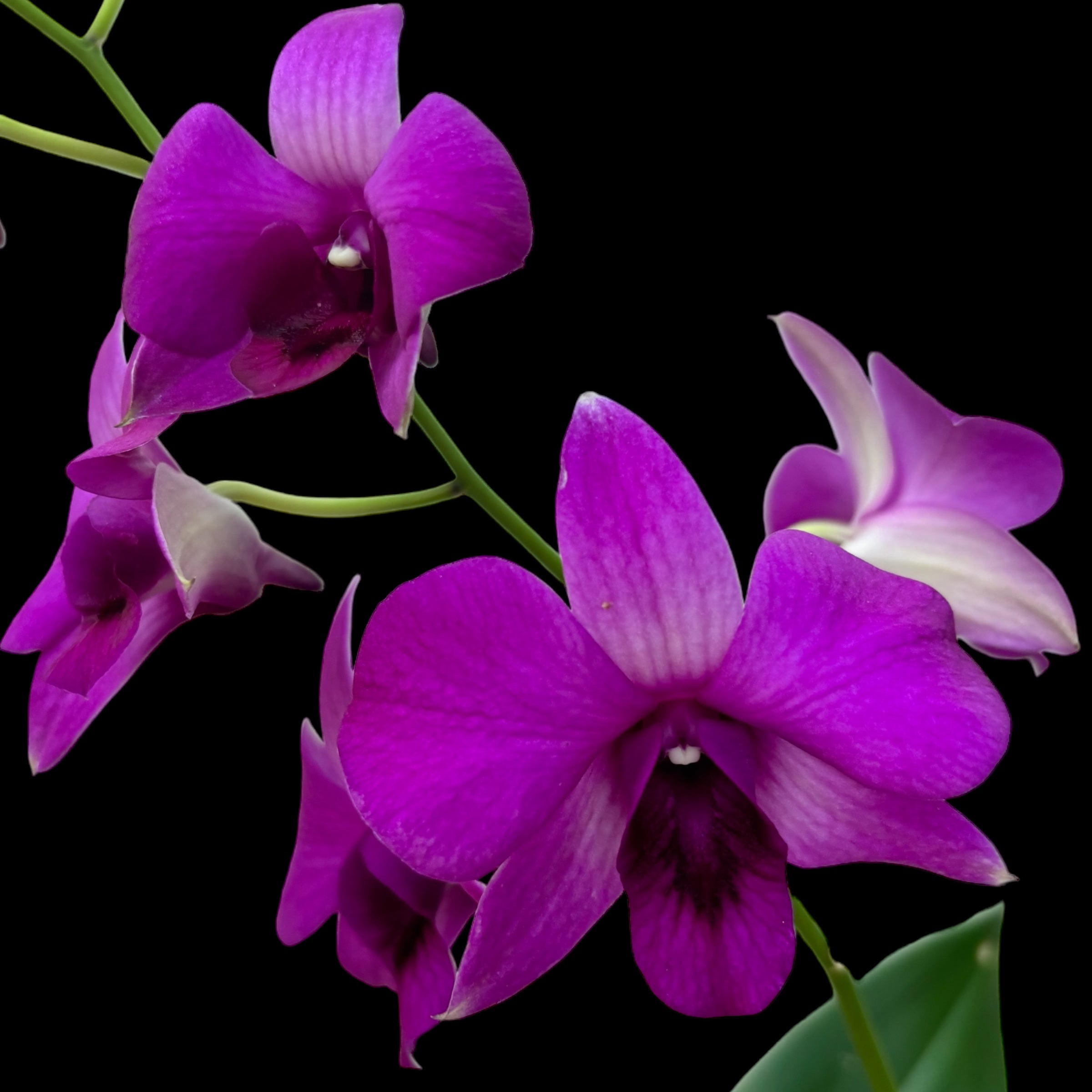Dendrobium Phalaenopsis Pink Party
