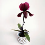 Paphiopedilum maudiae 'Black Jack'