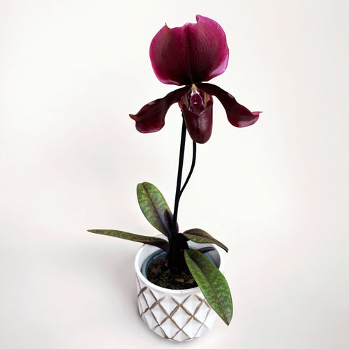 Paphiopedilum maudiae 'Black Jack'