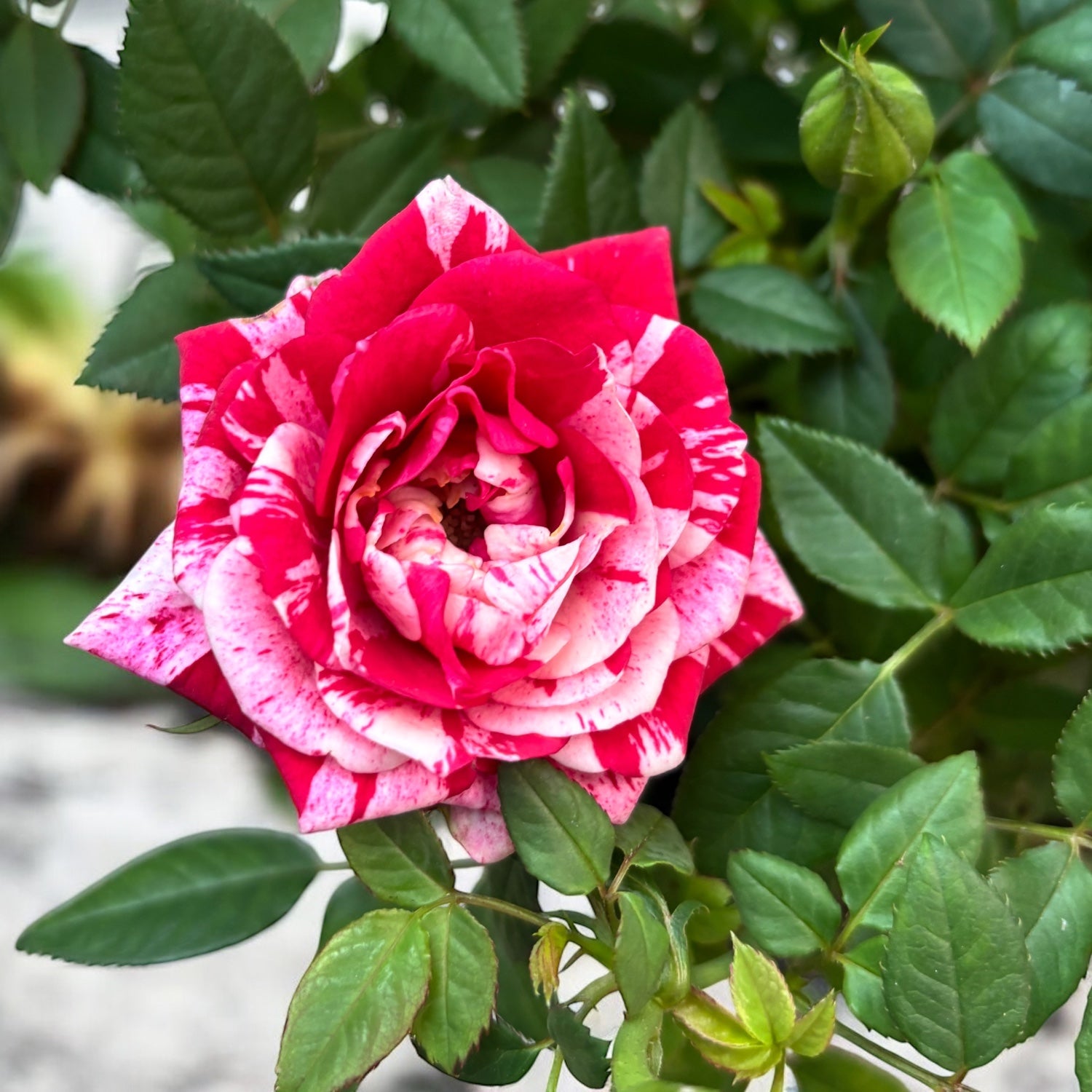 Trandafiri pitici bicolori Rosa ‘Ganna’ - parfumati (3-4 plante/ghiveci)