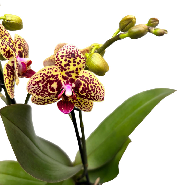 Phalaenopsis Borneo (Ghanna