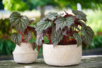 Begonia ‘Stirling Moon’ - begonie rara cu frunze argintii metalice