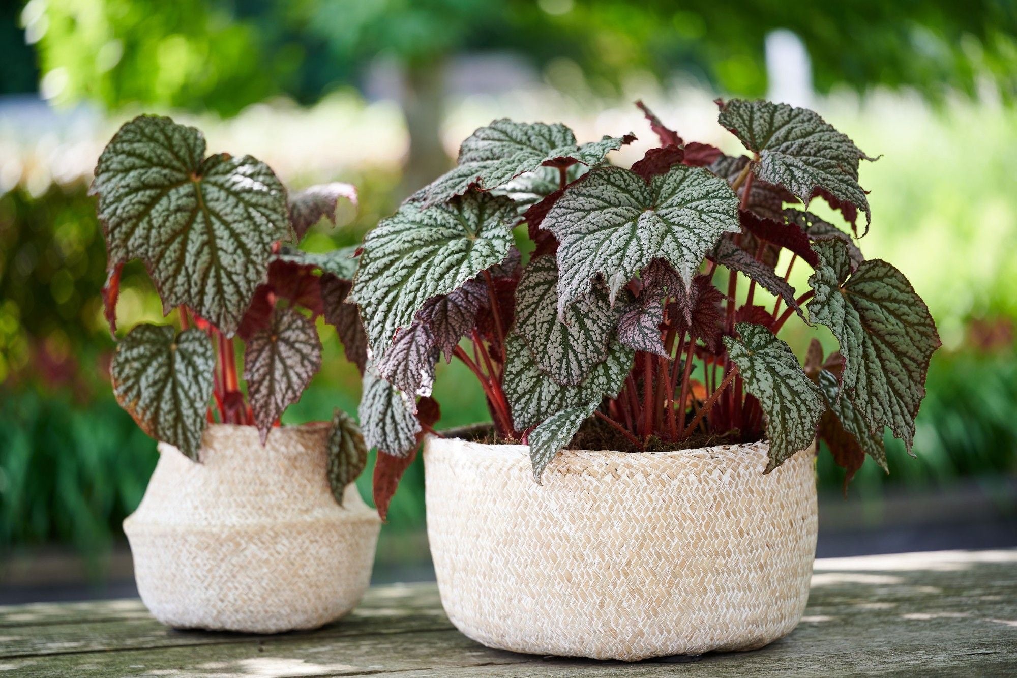 Begonia ‘Stirling Moon’ - begonie rara cu frunze argintii metalice