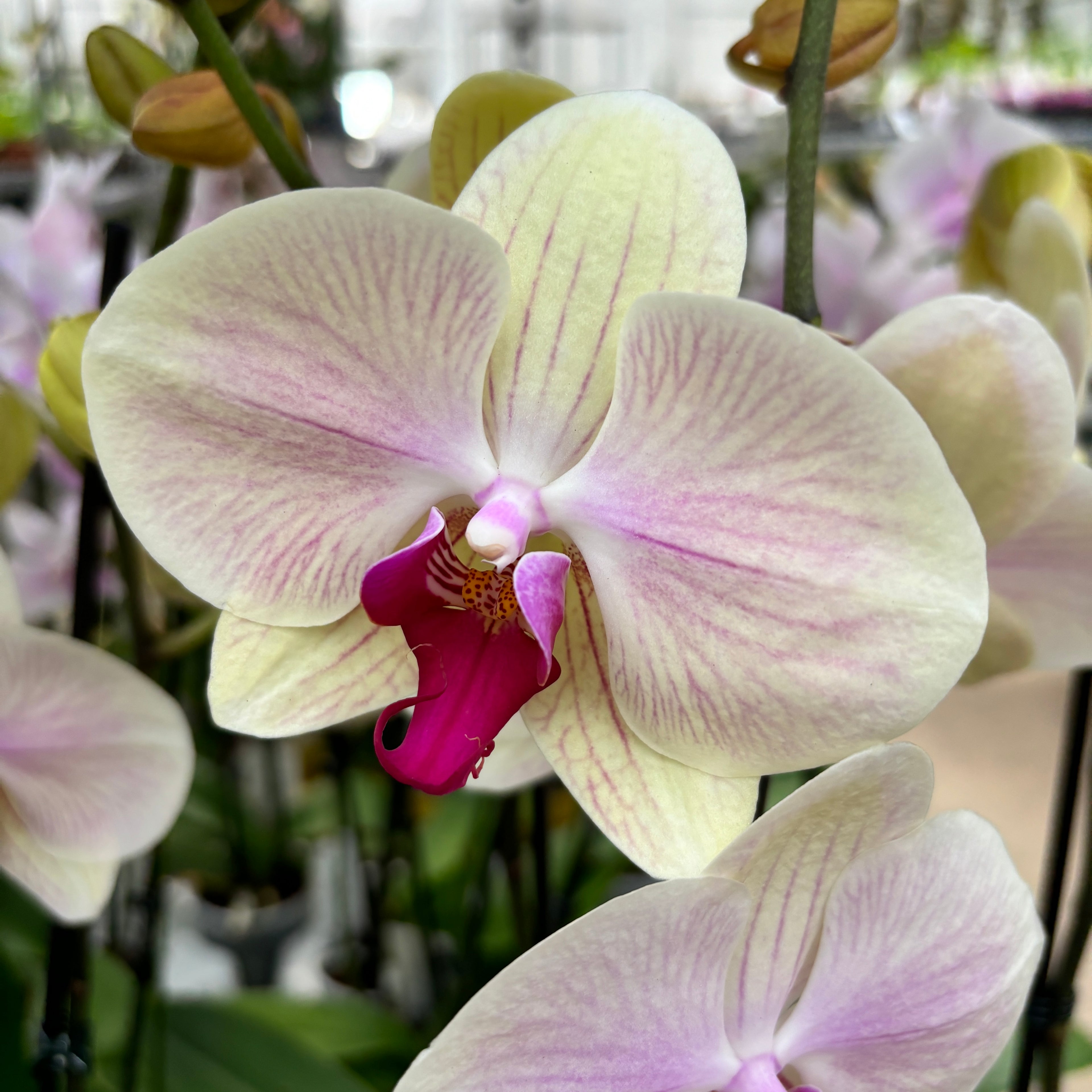 Phalaenopsis Cyrene