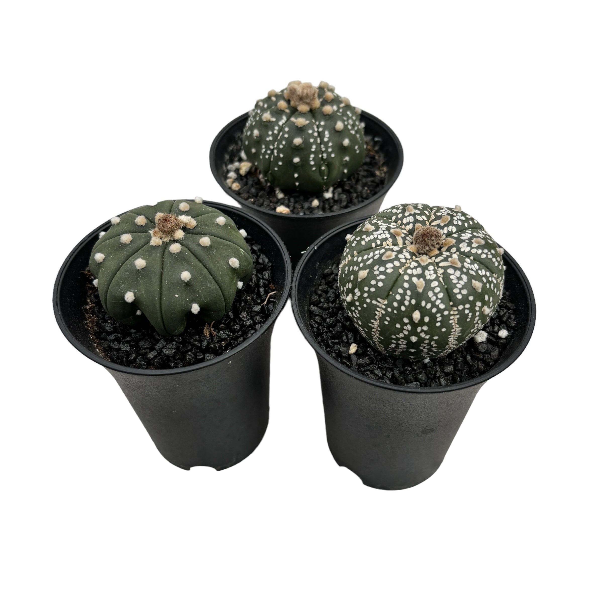 Astrophytum asterias (Silver Dollar Cactus) - varietate de colectie
