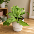 Scindapsus pictus 'Mint' – Silver Scindapsus with mint-green foliage