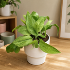 Scindapsus pictus 'Mint' – Silver Scindapsus with mint-green foliage
