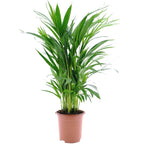 Areca palma - Chrysalidocarpus lutescens H80cm