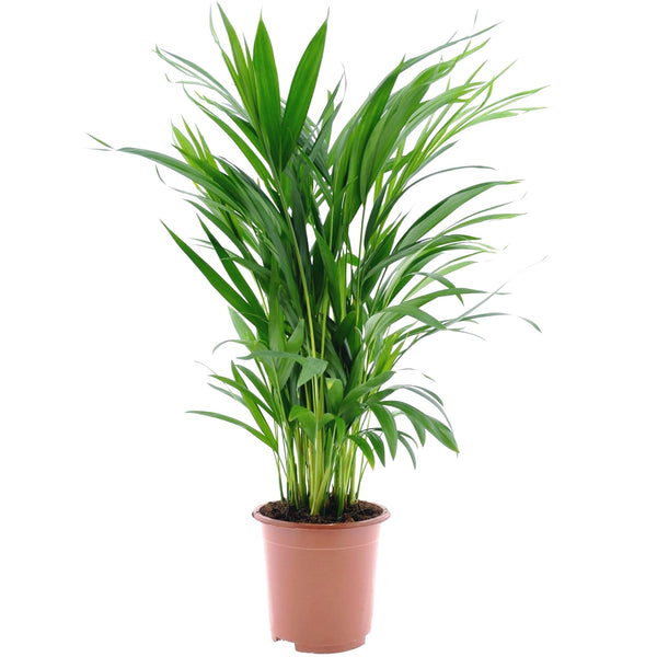 Areca palm - Chrysalidocarpus lutescens H80cm