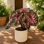 Caladium 'Carolyn Whorton'