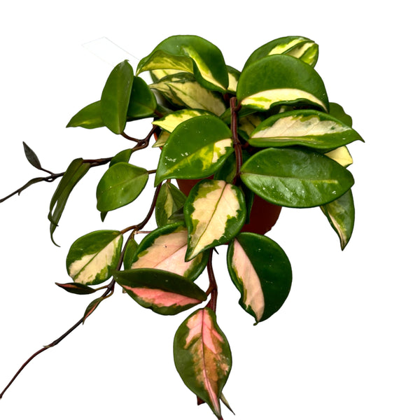 Hoya carnosa 'Tricolor' (Krimson Princess) - volle Töpfe, 4-5 Pflanzen/Topf