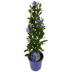 Plumbago auriculata (floarea dragostei)