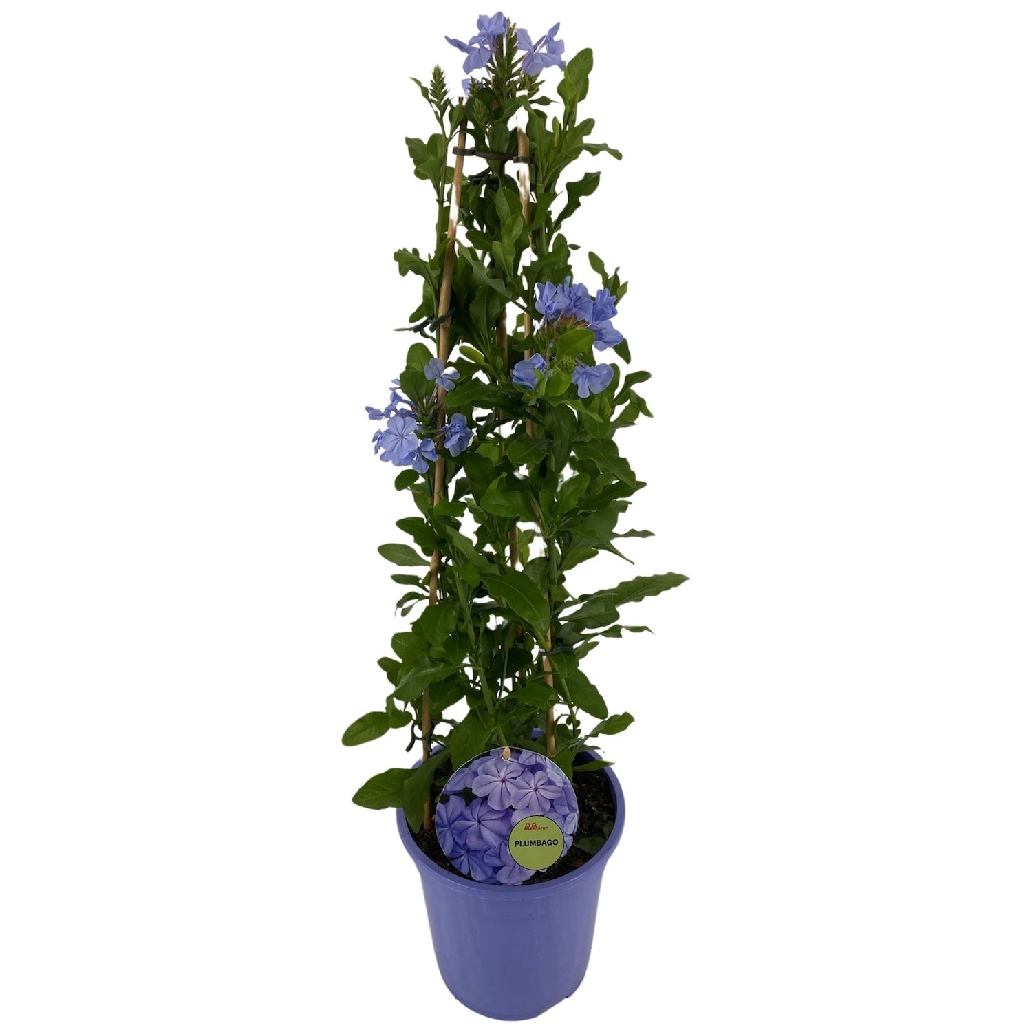 Plumbago auriculata (rakkauskukka)