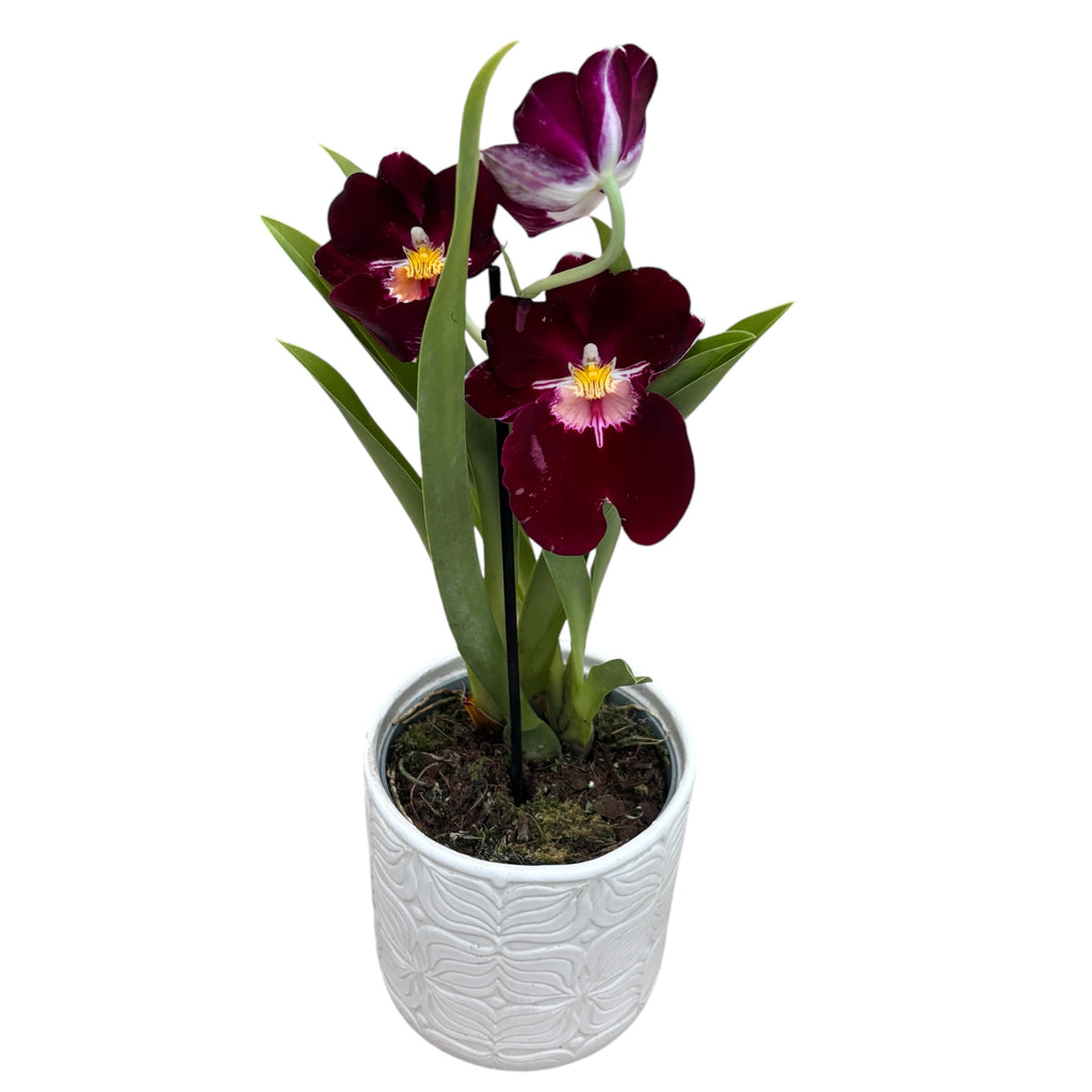 Miltoniopsis Red Woodham