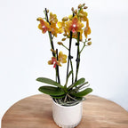 Phalaenopsis ‘Limited #125’