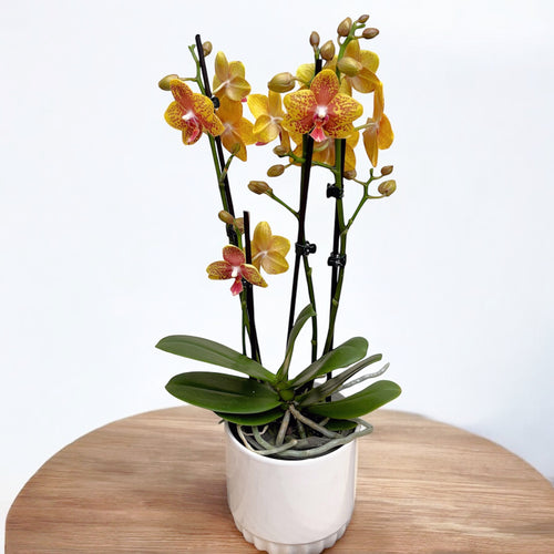 Phalaenopsis ‘Limited #125’
