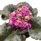 Saintpaulia LE-Sestra Korolevy (Sestra královny)