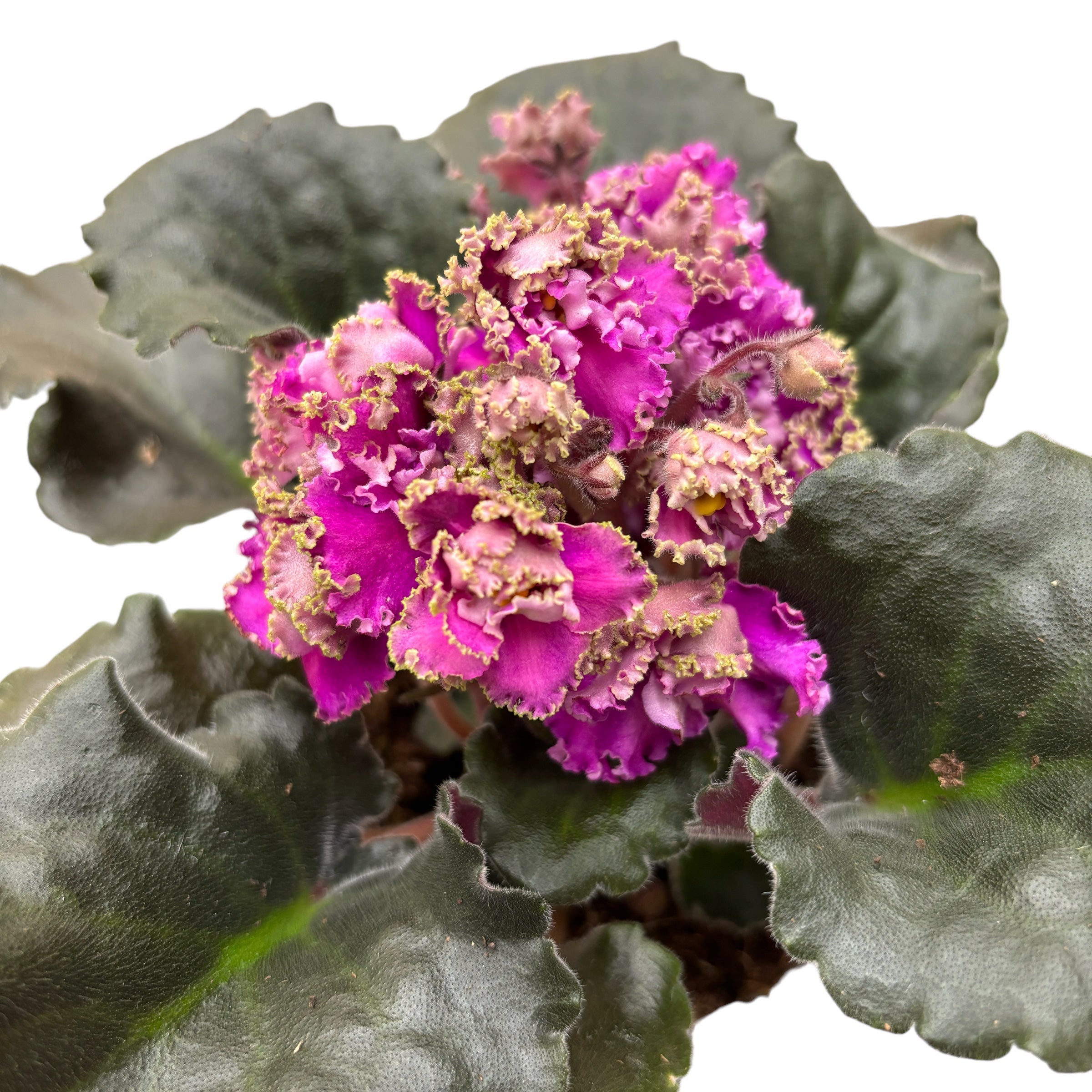 Saintpaulia LE-Sestra Korolevy (Queen’s sister)