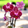 Phalaenopsis Anthura Cadiz