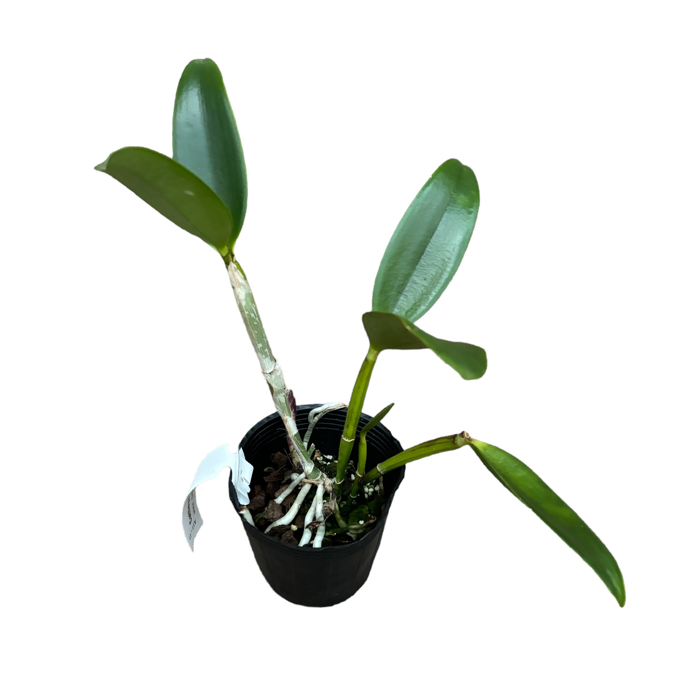 Cattleya Green Emerald (intensiv duftende Blüten)