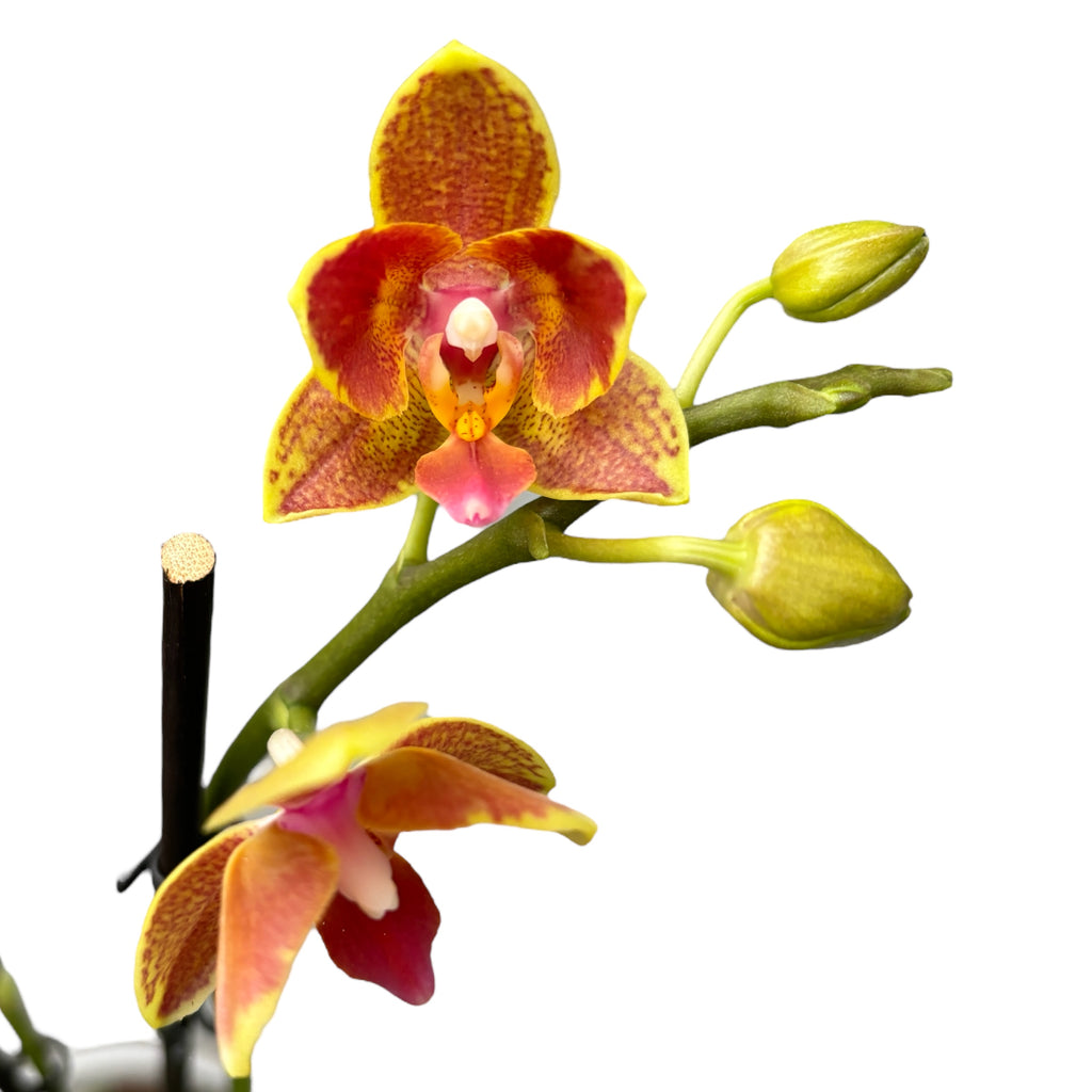 Phalaenopsis Yaphon Perbalm - peloric