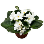 Сейнтпаулия Инова Спектра Фриз - Бели африкански теменужки