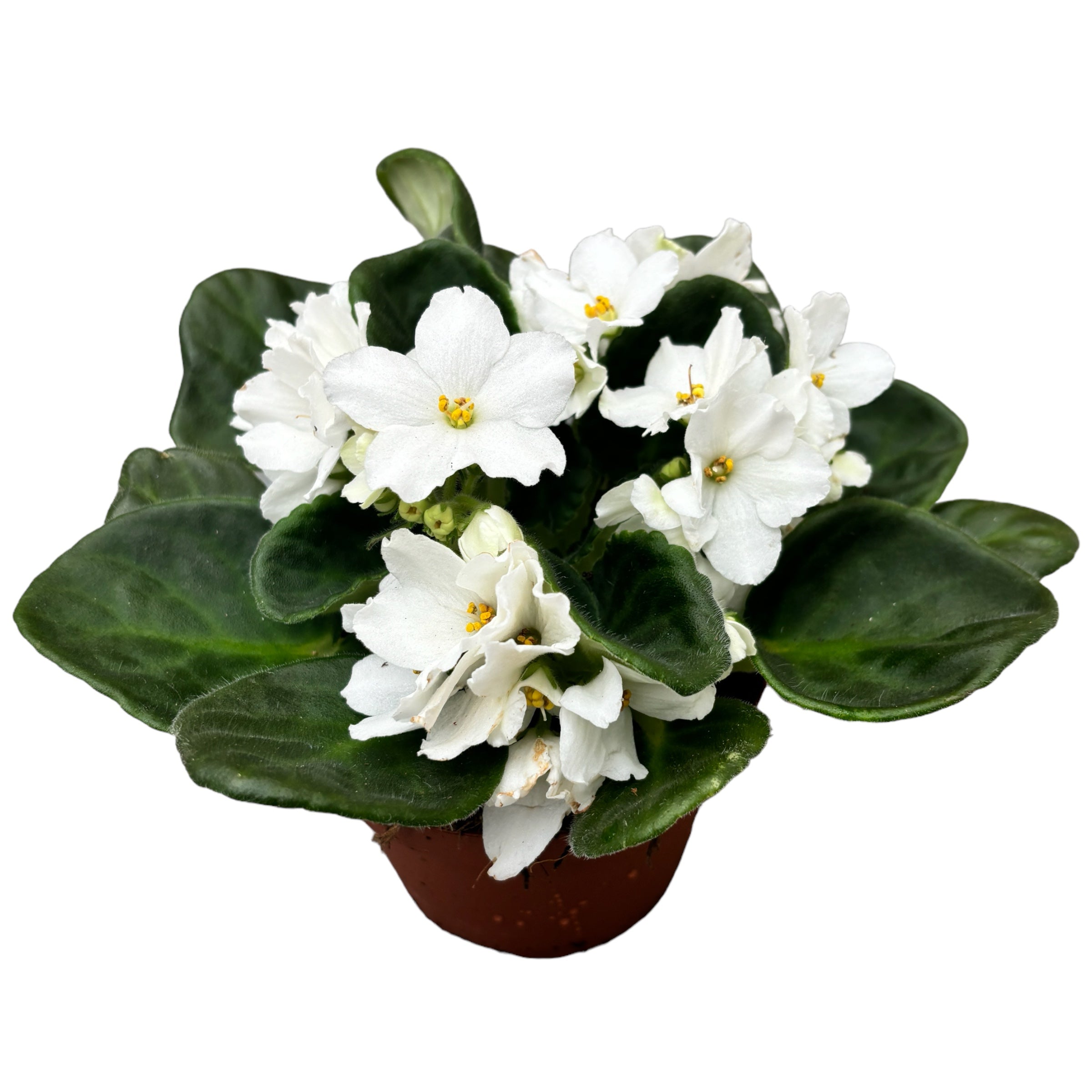 Saintpaulia Inova Spectra Freeze - Violete africane albe