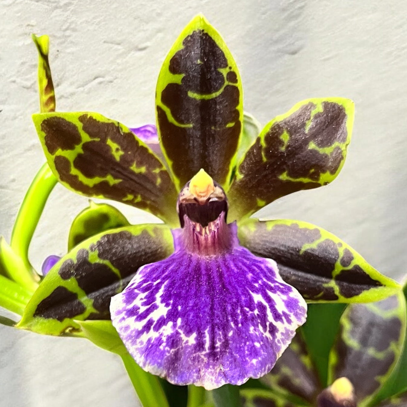 Zygopetalum Titanic - ароматни цветя