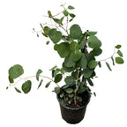 Eukaliptus - Eucalyptus polyanthemos (Czerwone pudełko)