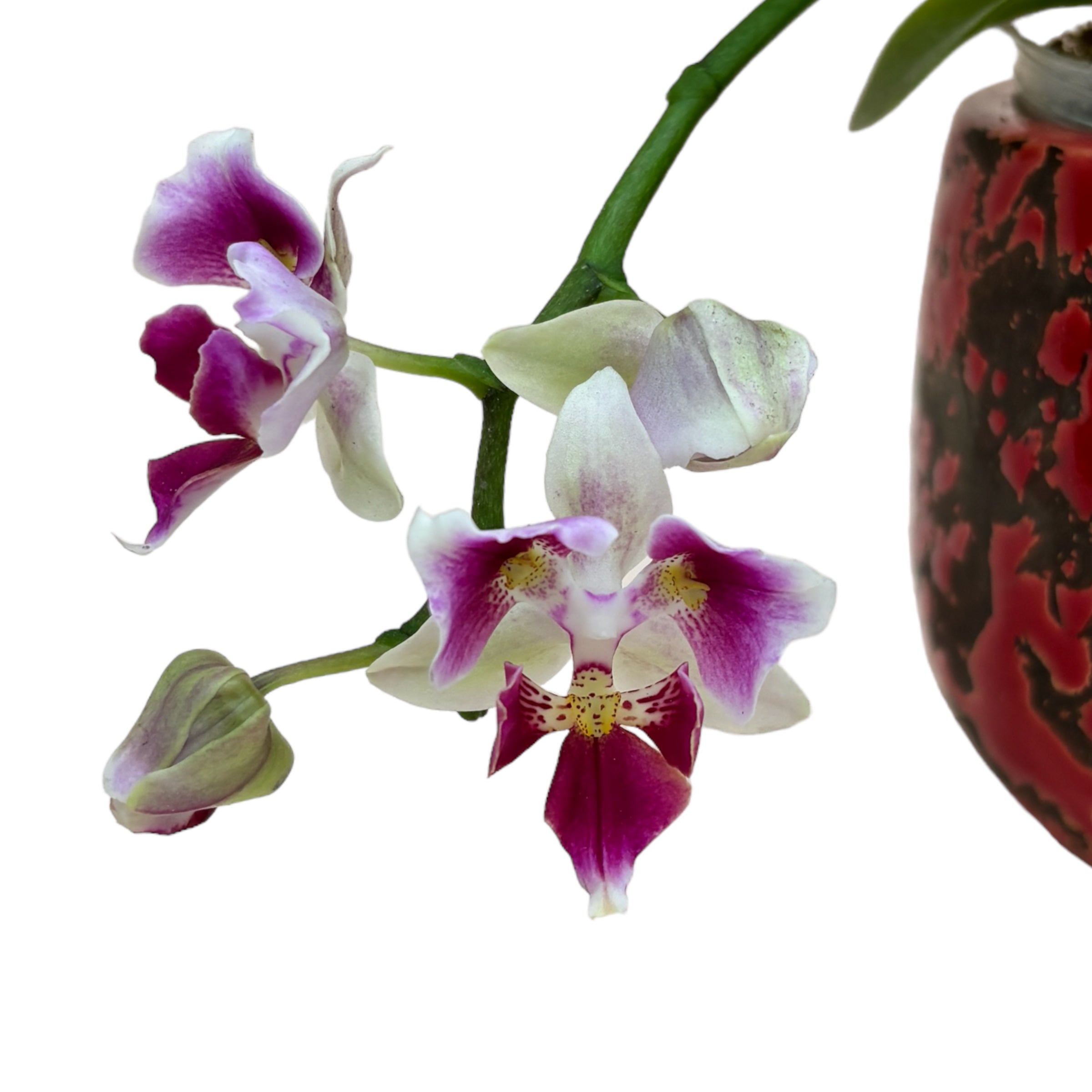 Phalaenopsis Miki Fire fox '3285' (peloric)