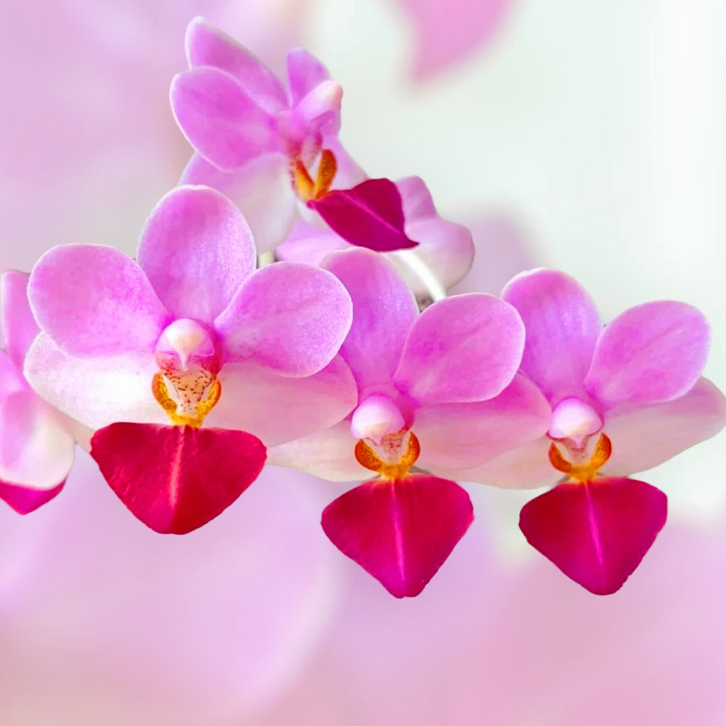 Phalaenopsis Liu's Triprince 'MK' * ароматен