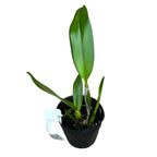 Rlc. Amazing Bangkok 'God Canvas' dišeča