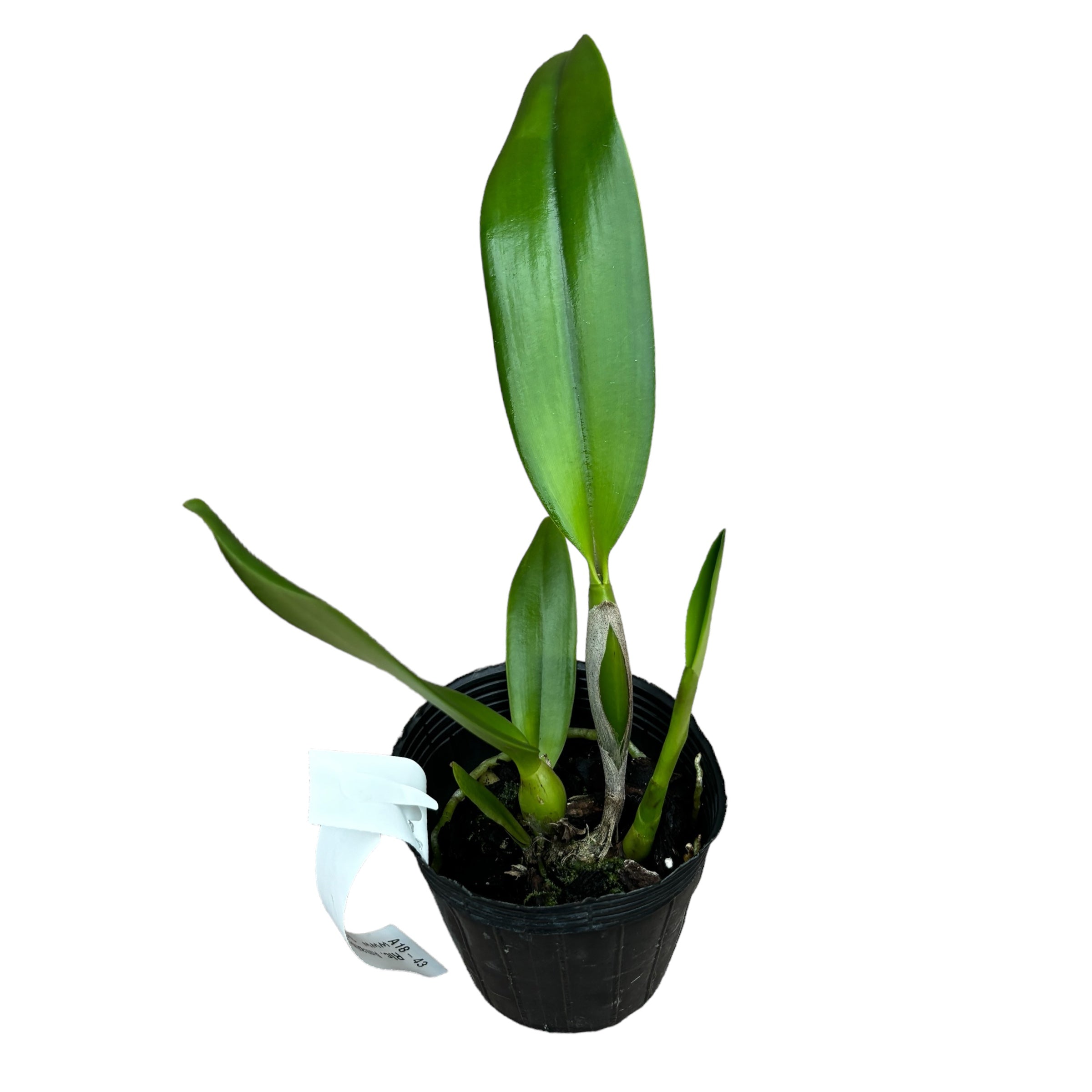 Rlc. Amazing Bangkok 'God Canvas' parfumata