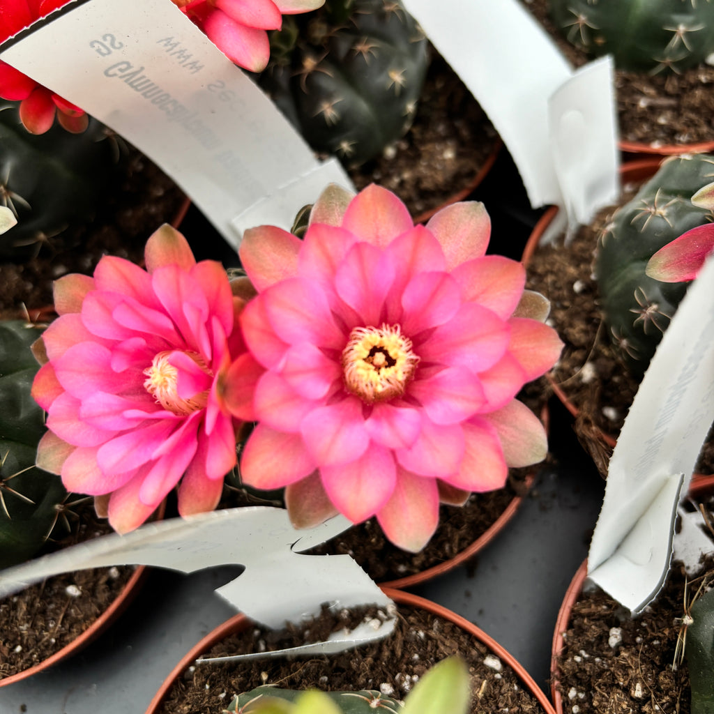 Gymnocalycium baldianum keverék D8